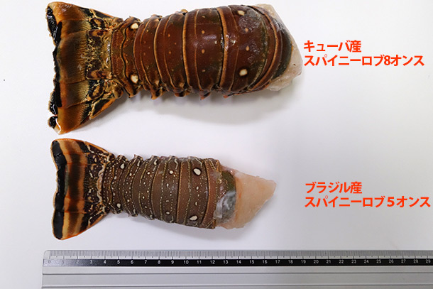 スパイニーロブ比較