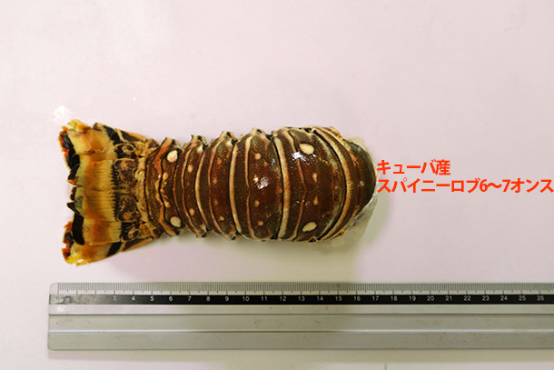 スパイニーロブ比較
