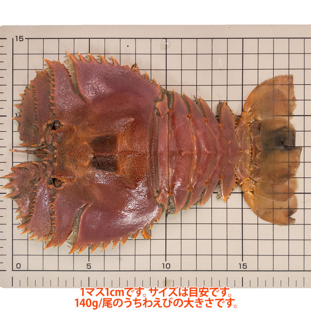 うちわ海老サイズ